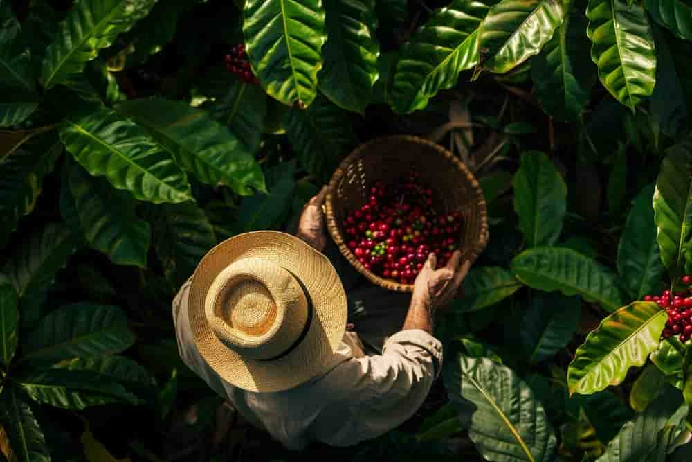 Ethiopian coffee farmer harvesting cherries