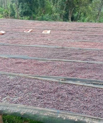 Coffee cherries drying on raised beds