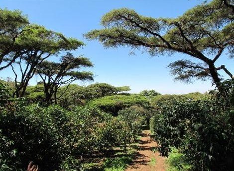 Ethiopian coffee farm rows