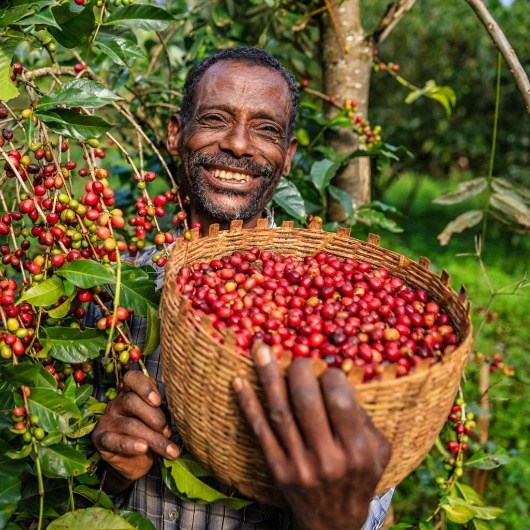 Ethiopian farmer harvesting coffee cherries