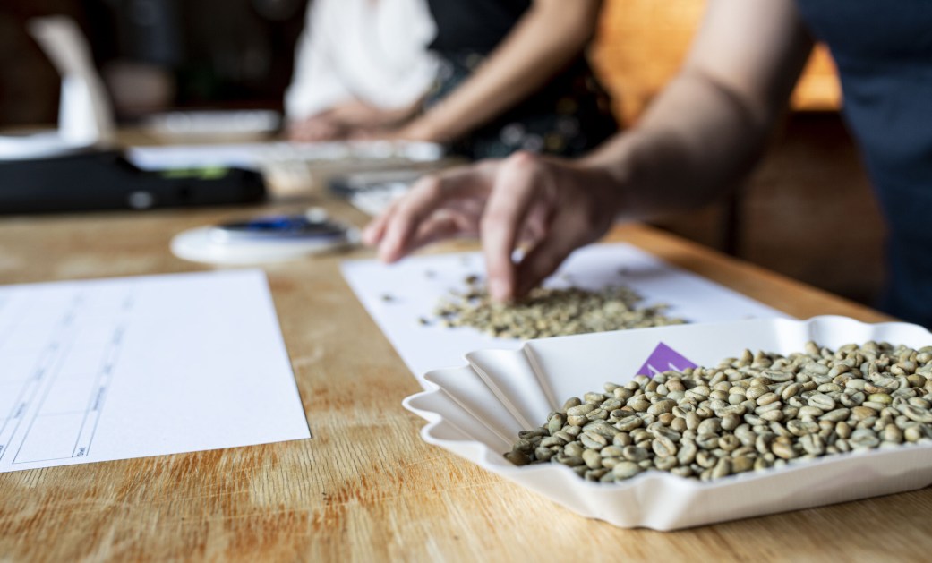 Grading and cupping green coffee beans