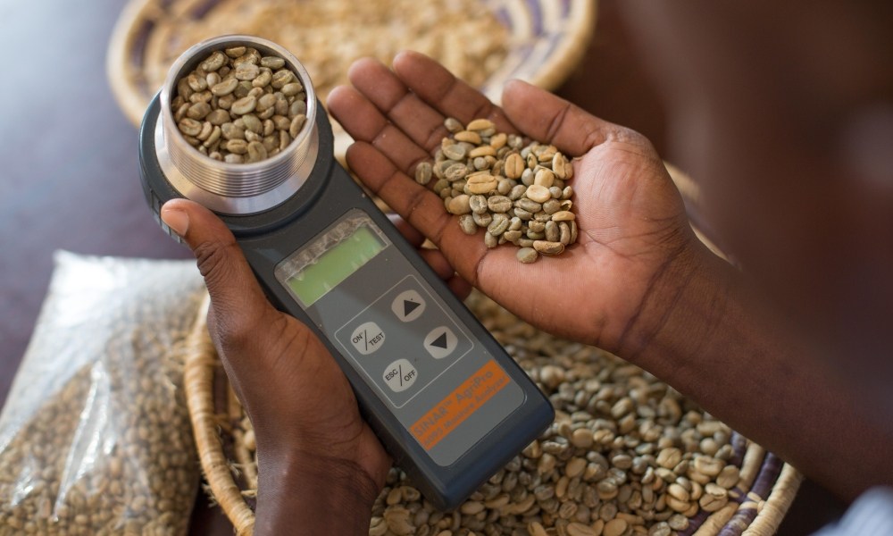 Testing coffee bean moisture content