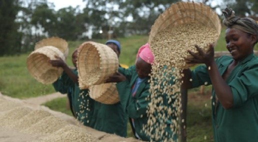 Winnowing green coffee beans in Ethiopia