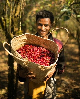 Ethiopian coffee farmer with harvested cherries